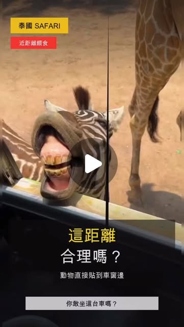 泰國北碧府的驚喜一日遊：在療癒動物與桂河日落中，收藏滿滿的歡笑回憶