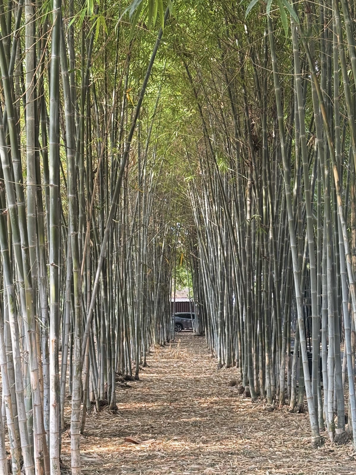 北碧府餐廳旁的竹林步道